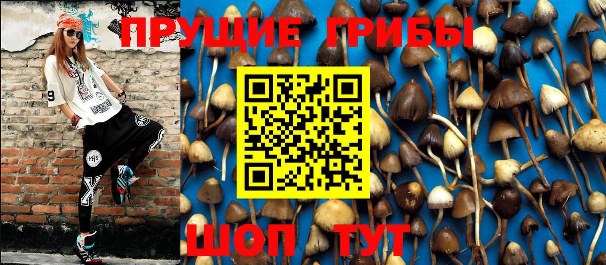 Псилоцибиновые грибы GOLDEN TEACHER  купить наркотик  Мурино  Галлюциногенные грибы MAGIC MUSHROOMS  Вход с VPN 