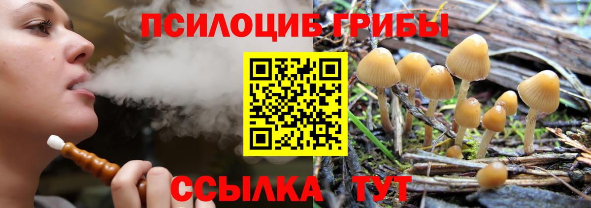 Псилоцибиновые грибы Cubensis Мурино